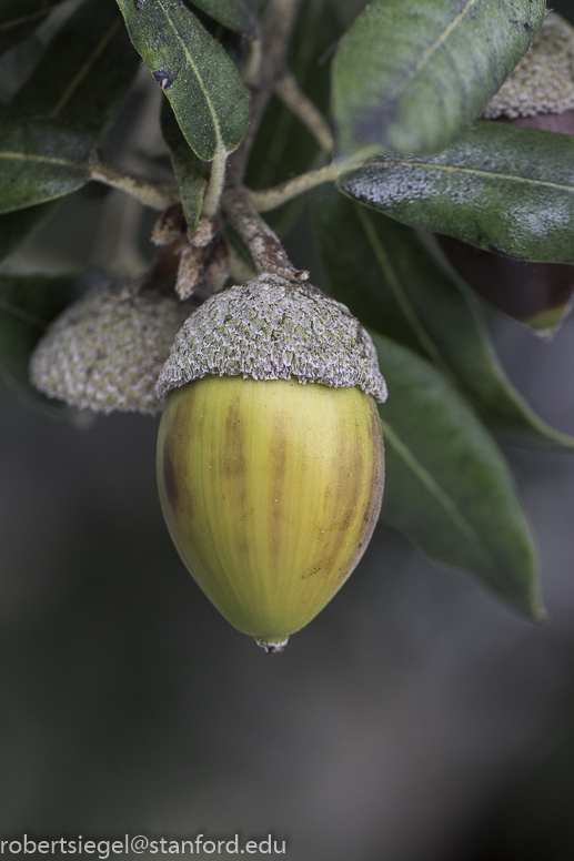 palo alto flora